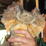 image of frilled_lizard