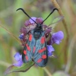 image of animal
