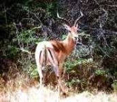 image of impala