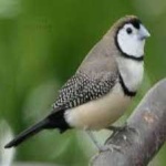 image of bird