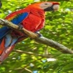 image of bird