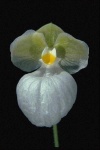 image of hard_leaved_pocket_orchid #9