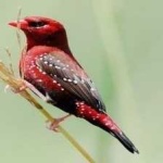 image of strawberry_finch #5