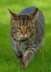 image of tiger_cat