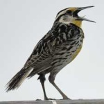 image of bird