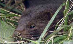 image of mink