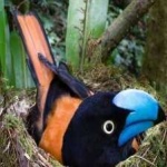 image of bird