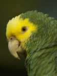 image of parrot #12