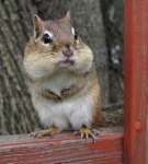 image of animal