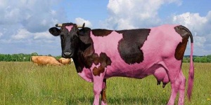 image of animal
