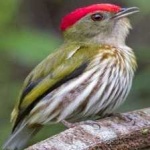image of bird