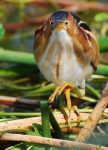 image of bittern