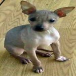 image of animal