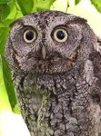 image of owl