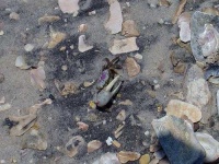 image of fiddler_crab