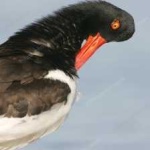 image of bird