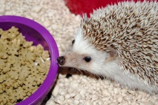 image of animal