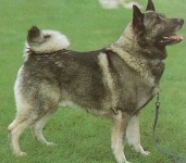 image of norwegian_elkhound #33