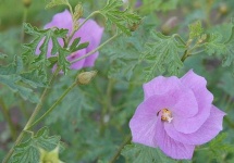 image of pelargonium #28