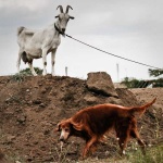image of irish_setter