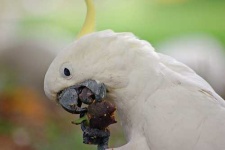 image of sulphur_crested_cockatoo #8