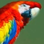 image of bird