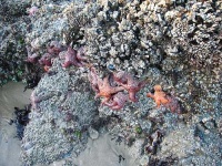 image of starfish #27