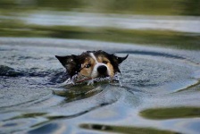 image of border_collie