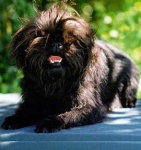 image of affenpinscher