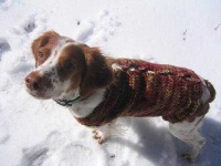 image of brittany_spaniel
