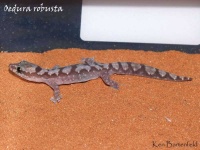 image of banded_gecko