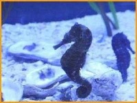 image of sea_horse