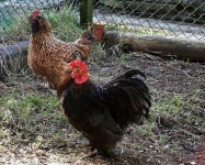 image of hen