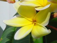 image of flower