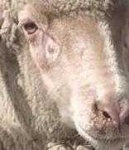 image of animal