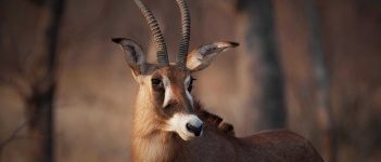 image of animal