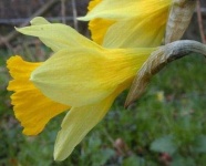 image of flower