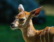 image of animal