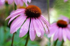 image of flower