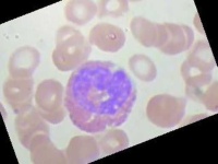 image of blood_cell