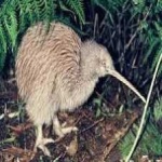 image of bird_kiwi #13