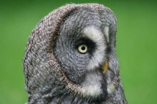 image of great_grey_owl