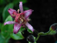 image of flower