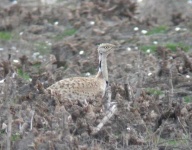 image of bustard #11