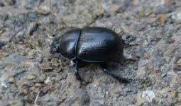 image of beetle #14