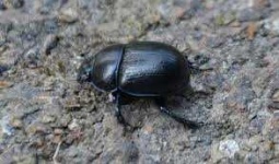 image of animal