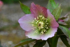 image of flower