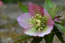 image of lenten_rose #55