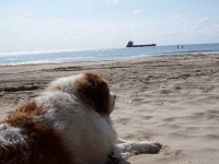 image of saint_bernard