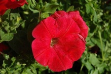 image of petunia #20